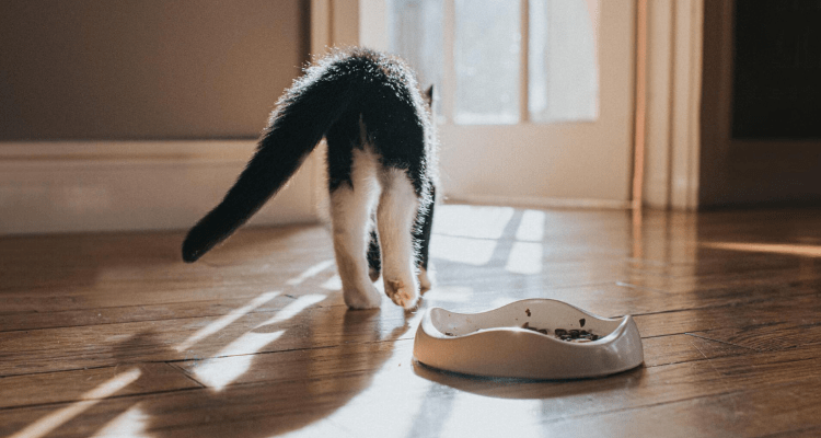 How to Deal With a Cat Who is a Picky Eater?