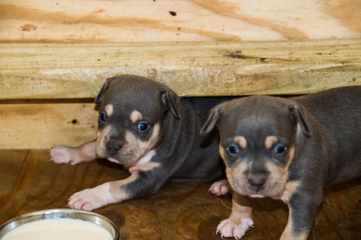 Pitbull Puppies Available for Adoption In India