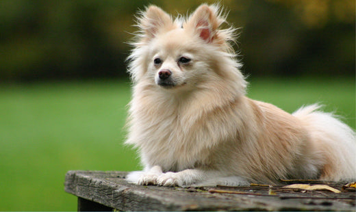 Pomeranian Dog Breed Information