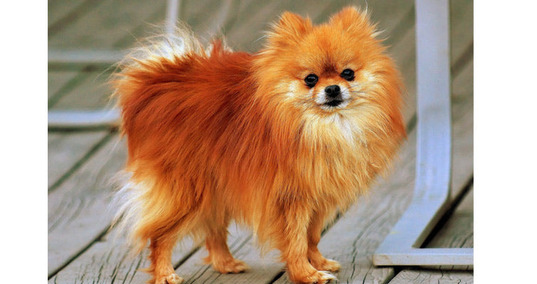 Pomeranian Feeding & Health Care Tips