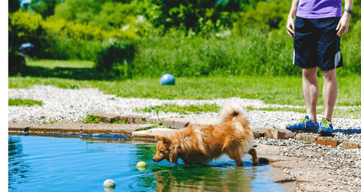 7 Tips to Protect Your Dogs From Summer Heat