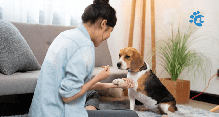 7 Simple Tips to Train a Puppy Fast & Easily