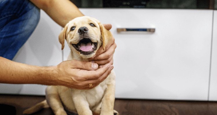 9 Effective Tips to Keep Your Puppies Safe Indoors