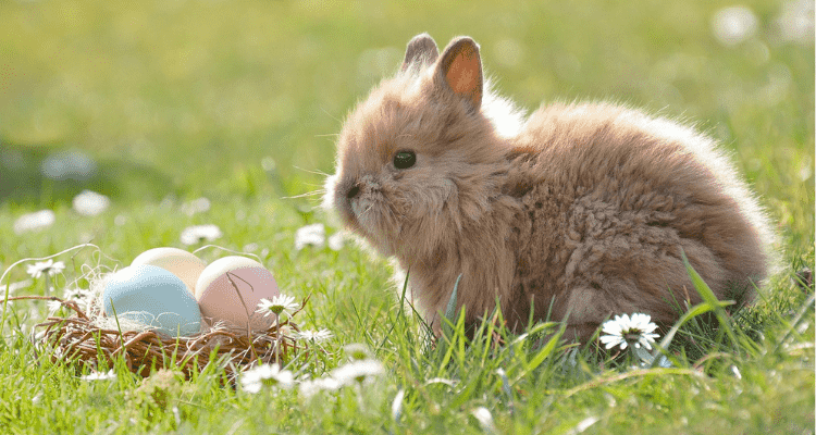 7 Best Toys to Keep Your Rabbits Entertained