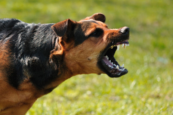 Rabies in Dogs: Causes, Symptoms and Treatments