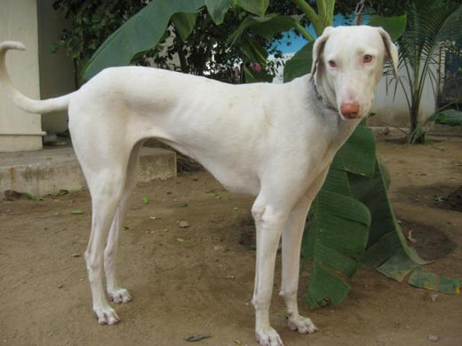 Two Rare Dog Breeds Of South India With A Glorious History