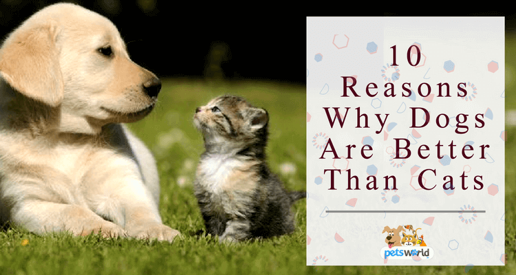 10 Reasons Why Dogs Are Better Than Cats