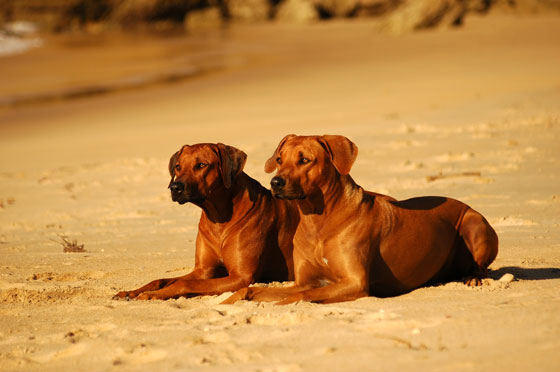 Rhodesian Ridgeback Dog Information