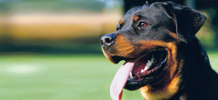 Obedience Training: How to Train Your Rottweiler