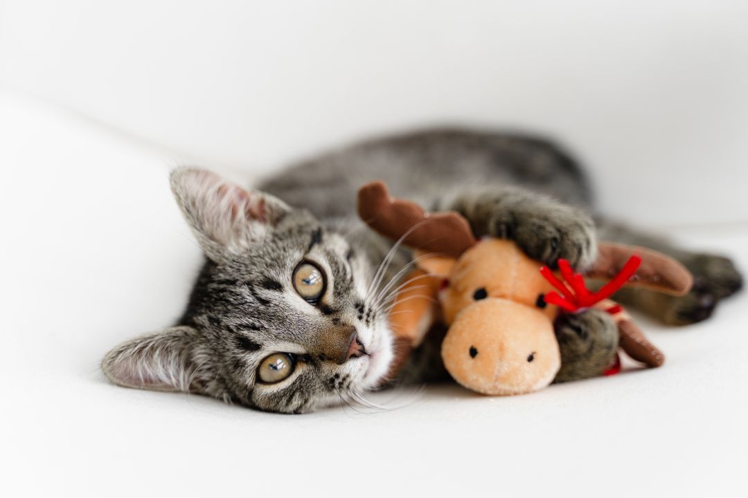 Seasonal Toys for Pets Fun Ideas for Indian Holidays and Festivals