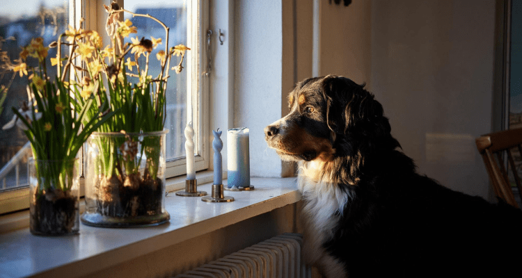 How to Deal With Separation Anxiety in Dogs?