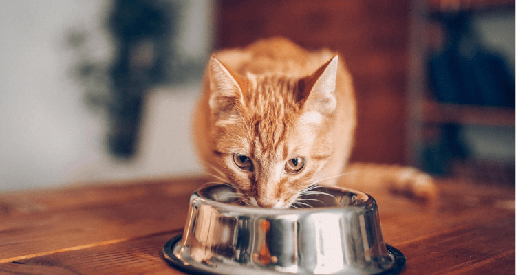 8 Easy Tips to Help Your Cat Shift to a New Diet