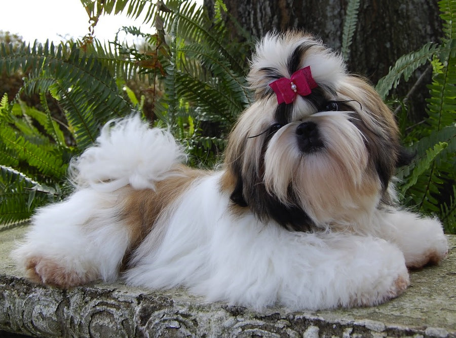 Shih Tzu Dog Breed Information