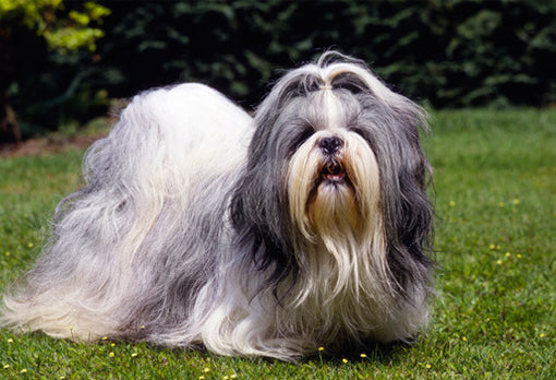 Shih Tzu Dog Caring Information