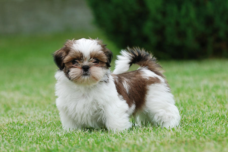 Large Hypoallergic Dog Breeds