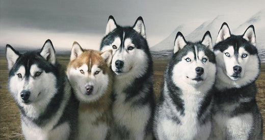 Siberian Husky Feeding Guidelines