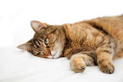 Common Health Problems in Cats