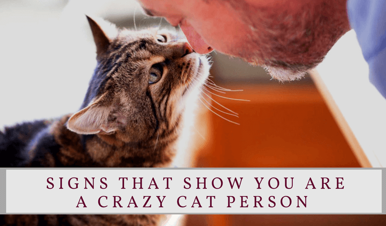 9 Signs That Show You Are a Crazy Cat Person