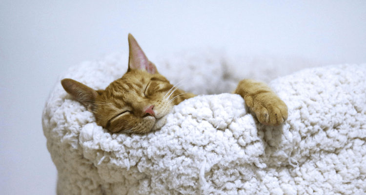 7 Tips to Get Your Cat Sleep Well at Night