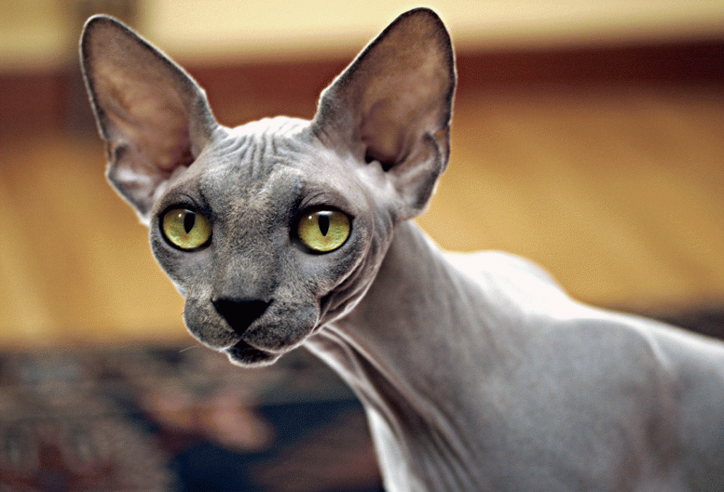 Looking for Cats That Don’t Shed Much? Try These 8 Breeds