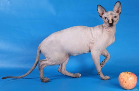 Sphynx Cat – Meet The Strangest and Rare Breed of Hairless Cats