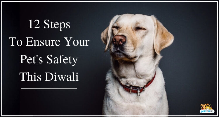 12 Steps To Ensure Your Pet's Safety & Comfort During Diwali