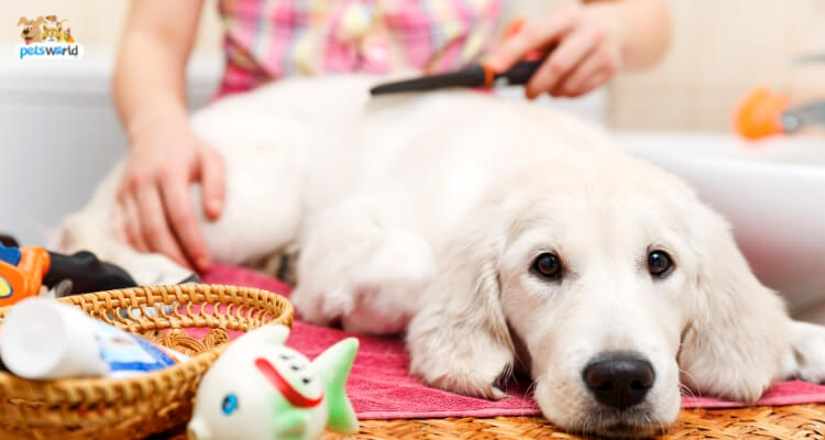 First Pet Grooming: A Definitive Guide For First Time Groomers