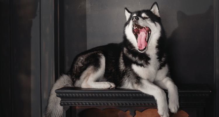 7 Tips to Stop Your Dogs From Barking at Night