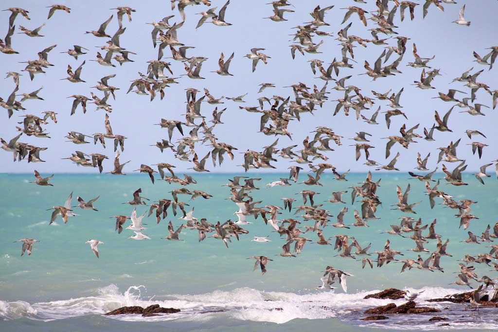 Why The Existence Of Some (Migratory) Birds Is Threatened?