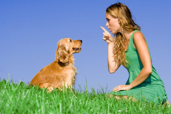 6 Cool Things You Can Teach Your Dog