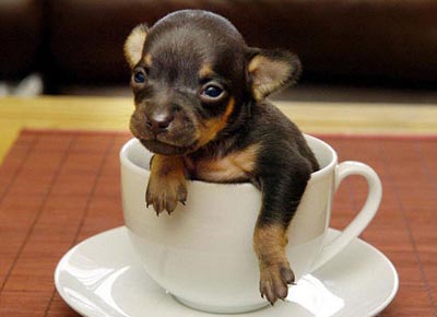 Teacup Chihuahua – Breed Information, Pictures and How to Take Care?