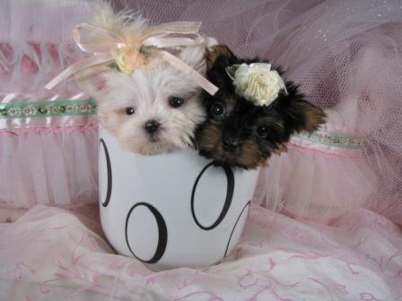 List of Teacup Dog Breeds