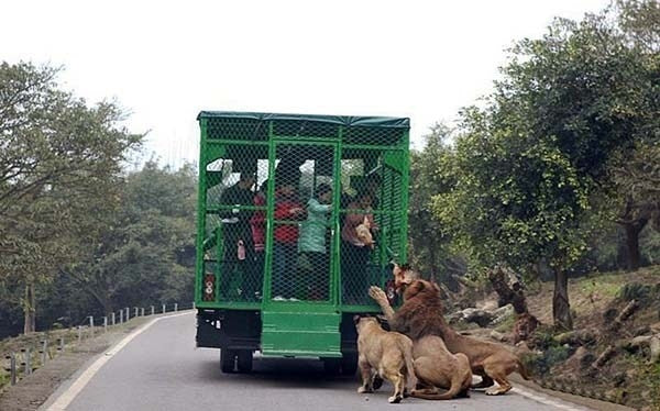 Embracing The Tale Of Lehe Ledu Wildlife Zoo In Chinese Chongqing City.