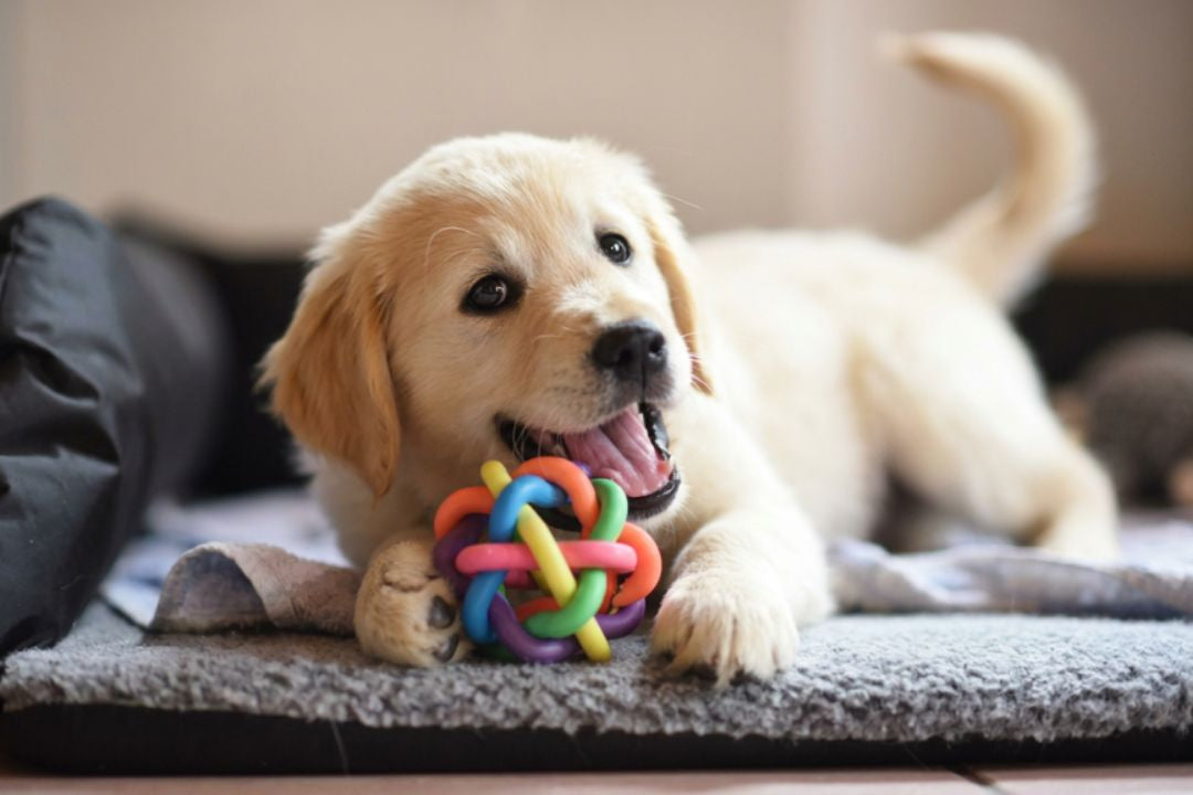 The Best Toys to Keep Puppies Busy and Happy