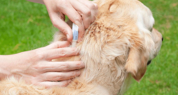 6 Expert Strategies to Get Rid of Ticks & Fleas in Dogs