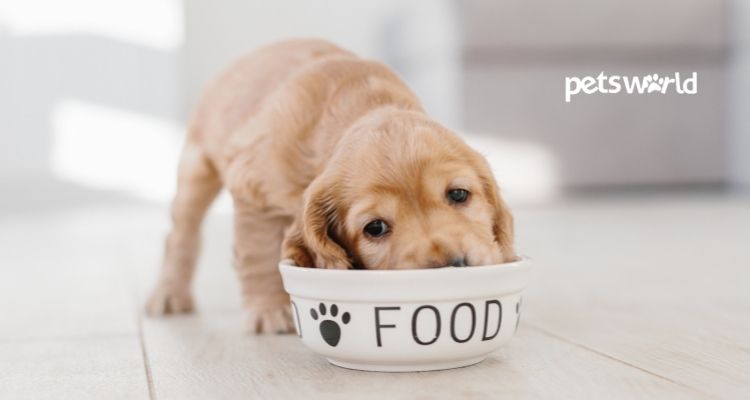 Top Dog Foods in India: 5 Brands