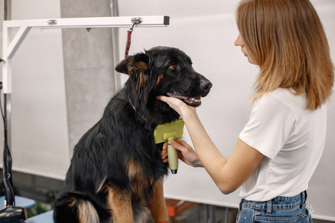 Top 5 Brushes for Different Dog Coat Types