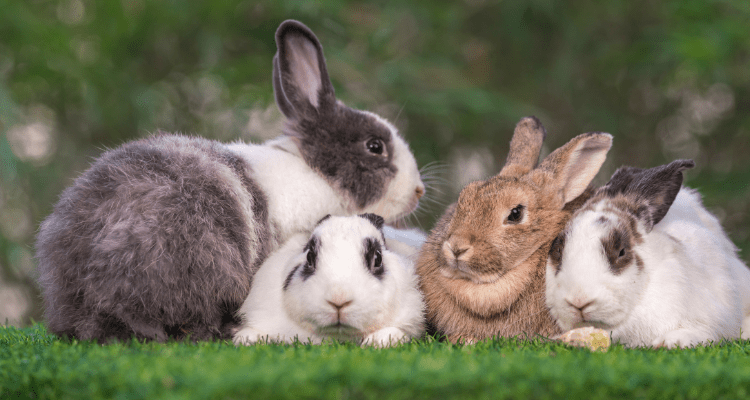 The Ultimate List: 7 Must-Have Supplies for Rabbits