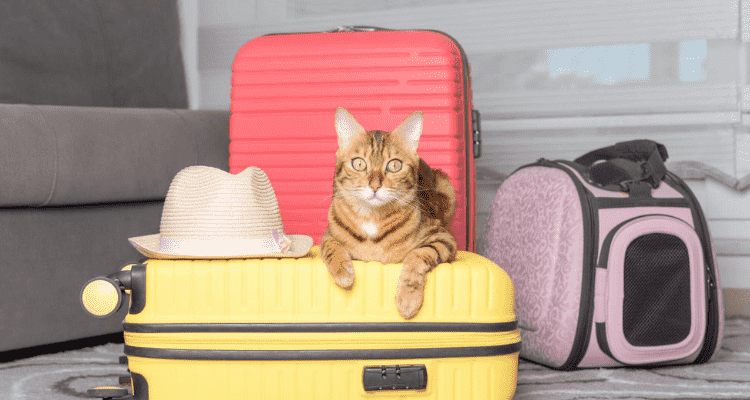 How to Travel With Your Cat Safely & Comfortably?