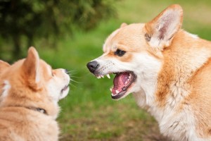 Why two female dogs don’t get along always?