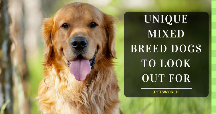 10 Unique Mixed Breed Dogs To Look Out For