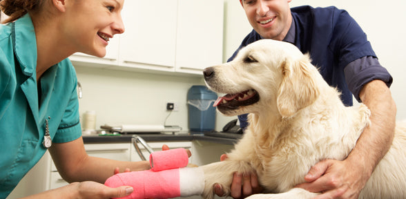 How to Select the Right Veterinarian?