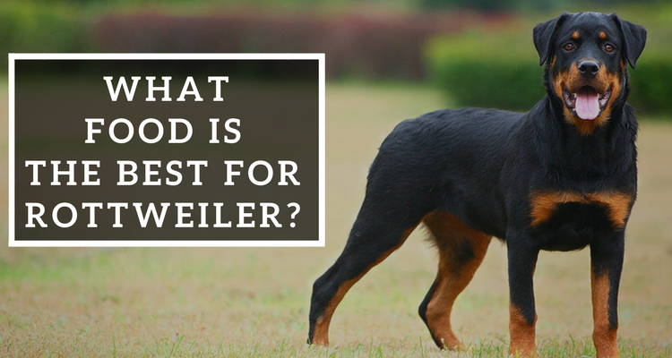 What Food is Best for Your Rottweiler?