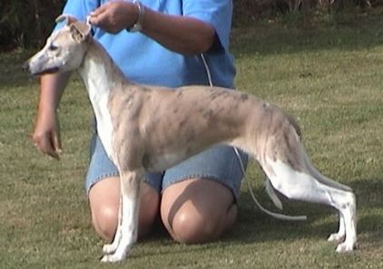 Whippet Dog Breed Information and Pictures