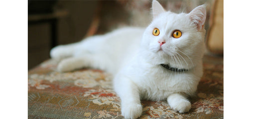 Russian White Cat Training Tips