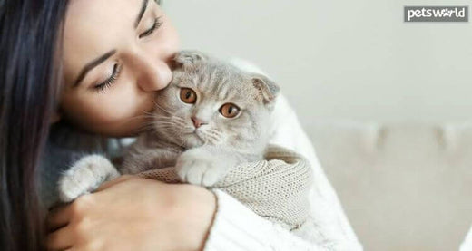 Why Cats Are The Best Buddies? 7 Top Reasons