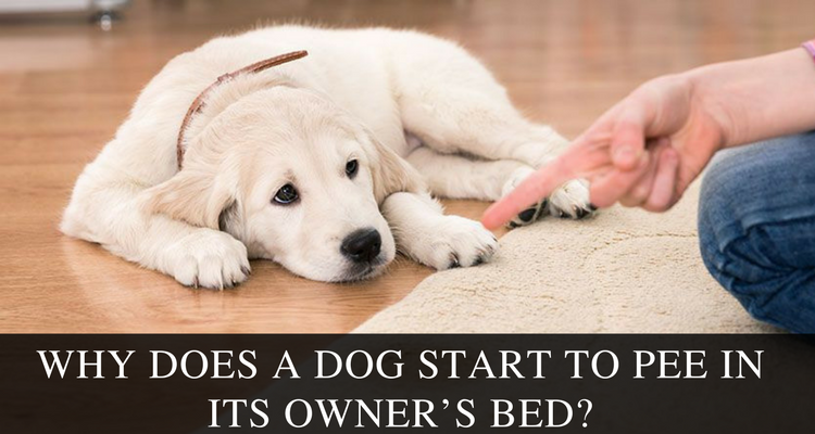 Why Does A Dog Start To Pee In Its Owner's Bed?