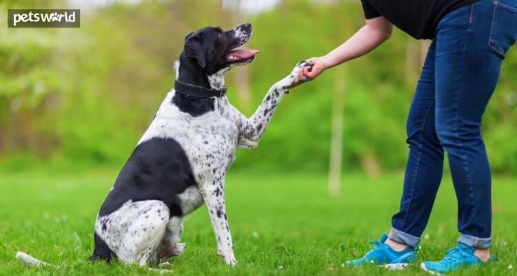 How Dog Treats Do Good When It Comes to Training