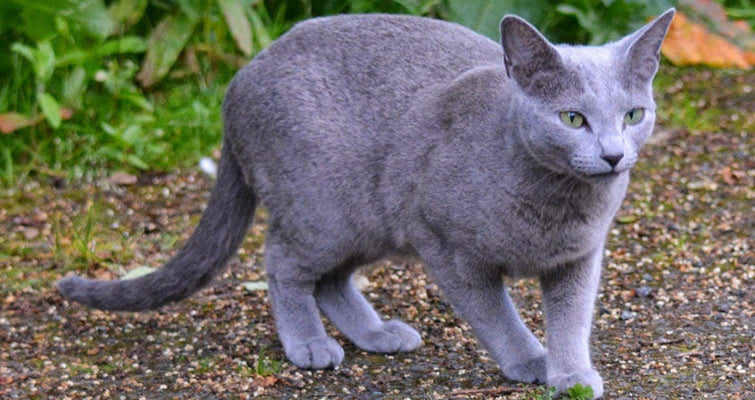 Russian Blue Cat Training Tips