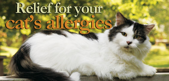 How to Treat Cat Allergies ?